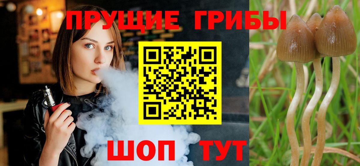 Псилоцибиновые грибы Cubensis  Вход с VPN  Малоярославец 